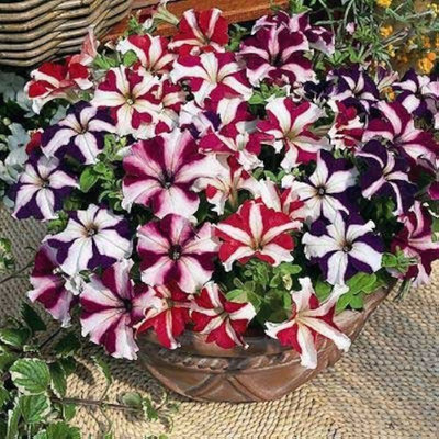 BDSresolve petunia flower seeds hybrid/Petunia flower seeds 68 Seed(68 per packet)