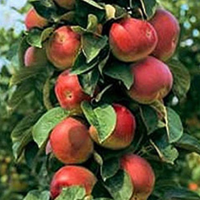 Decon Apple Seed(10 per packet)