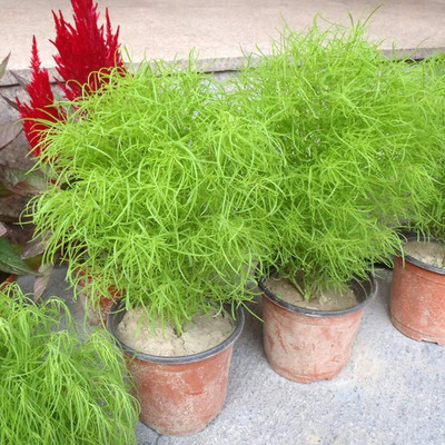 Aywal Kochia Broom Seedlings Peacock Pine Hybrid Seed(60 per packet)
