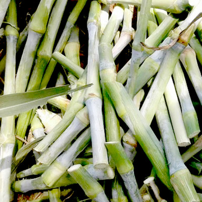 PLANTORISH Super Napier Live Multicut High Germination Grass Stick Seed(20 per packet)