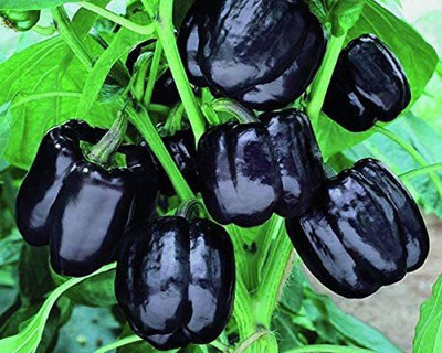WILLVINE LXI-605 IMPORTED CAPSICUM Black Seed(200 per packet)