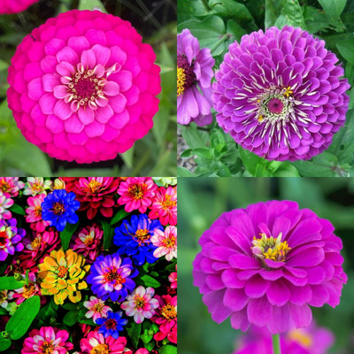 ibains zinnia mix flower seed bij 24 Seed(24 per packet)