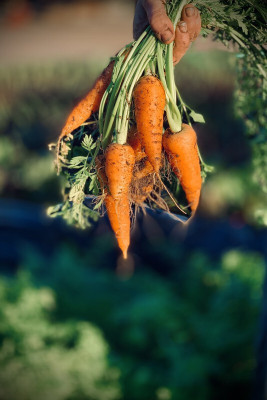 SeedHaven Fresh Red Carrot Hybrid Vegetable Seed(100 per packet)