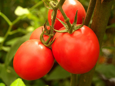 TANMAY FUN ZONE tomato Seed(30 per packet)