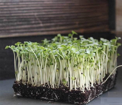 CYBEXIS Leaf Cabbage1400 Seeds Seed(1400 per packet)