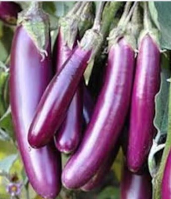 Avysa Vegetable Hybrid Brinjal Seeds for Home Garden Purple Eggplant Baby Eggplant Seed(100 per packet)