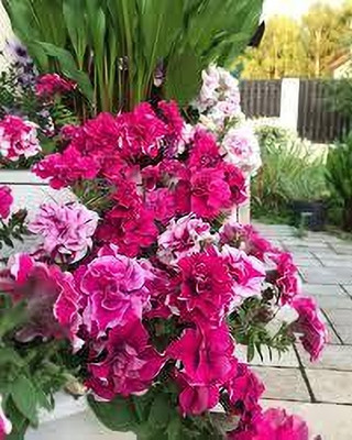 Seedsqlty Petunia flower seeds hybrid Seed(10 per packet)