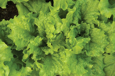 CYBEXIS XL-12 - Black ed Simpson Lettuce - (1350 Seeds) Seed(1350 per packet)