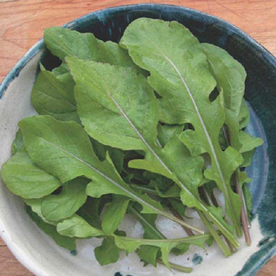 CYBEXIS GBPUT-27 - Arugula/Rocket - (2250 Seeds) Seed(2250 per packet)