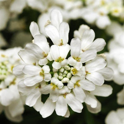 Aywal Candytuft f1 Hybrid Flower Seed(100 per packet)