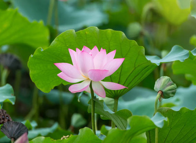 MAA lotus,kamal seeds Seed(5 per packet)
