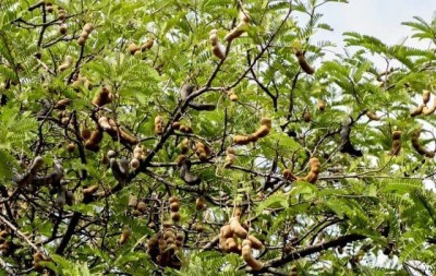 KANAYA Meethi Imli ( Tamarind) Seed(10 per packet)