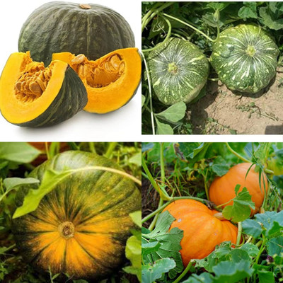 ibains Huge pumpkin seeds for farming biij 8 Seed(8 per packet)