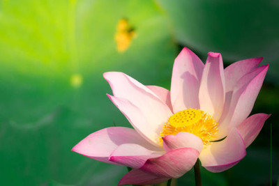 Urvaar Lotus Seed(11 per packet)