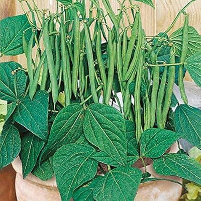 SeedSutra ™ Organic F1 Dwarf French Beans, Ideal for Home Garden Seed(40 per packet)