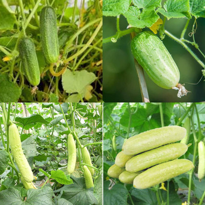 ibains Sosha seeds cucumber kakri seeds pack of 82 Seed(82 per packet)