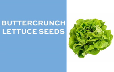 Quentova Buttercrunch Lettuce 0.5gm Seed(400 per packet)