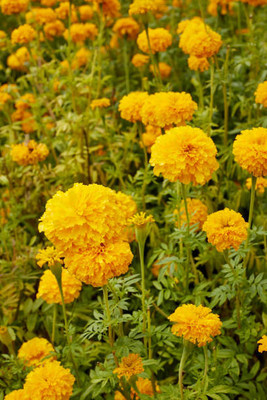 Desi Arahar marigold/gende ka phool flower seeds Seed(25 per packet)