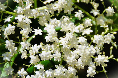 Plantzone gypsophila flower Seed(25 per packet)