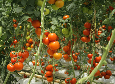 Lorvox tomato Seed(150 per packet)