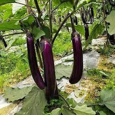 Arshiayat PPL Black Brinjal All Season Seed(49 per packet)