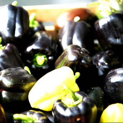 CYBEXIS Capsicum Seed(2400 per packet)