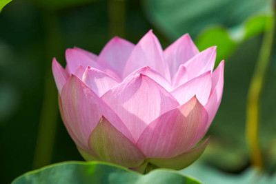 TREECARE lotus,kamal gatta Seed(15 per packet)