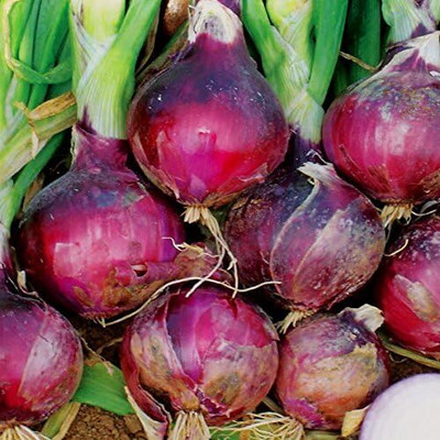 Qualtivate ICRA-5A Onion - Cabernet Seed(500 per packet)