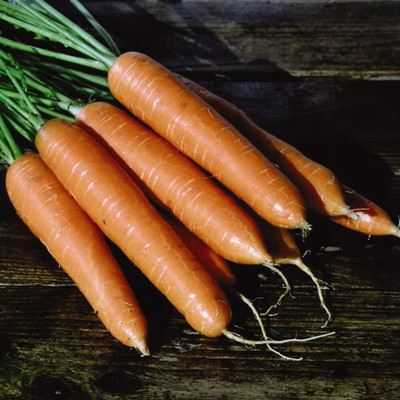 KNESSiN Carrot 'Eskimo' Seeds Hardy Annual Vegetable Seed(250 per packet)