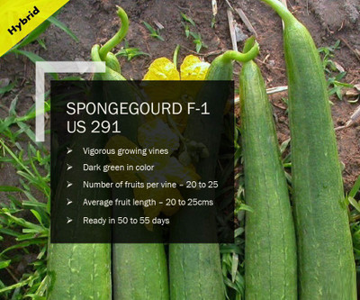 CYBEXIS SPONGEGOURD F-1 PUAS-291 SEEDS(100 Seeds) Seed(100 per packet)
