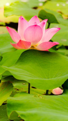 Shiv Shakti Ent lotus,kamal seeds Seed(12 per packet)