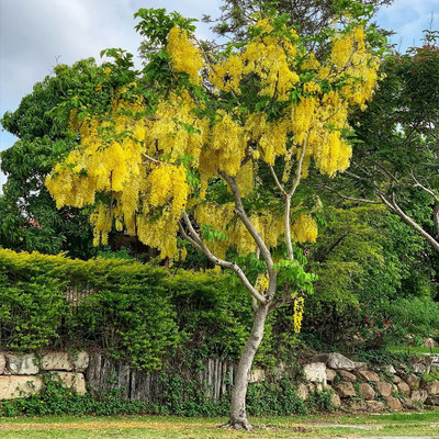 Garden Basket Hubb Cassia Fistula Tree Seeds | Shower Tree, Amaltas Seed, Indian Laburnum Seeds Seed(10 per packet)