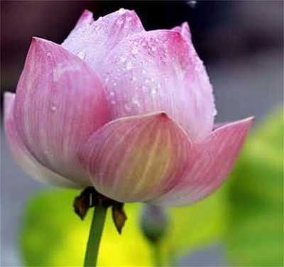 CYBEXIS VVI-38 - Water Lily Flower - (270 Seeds) Seed(270 per packet)