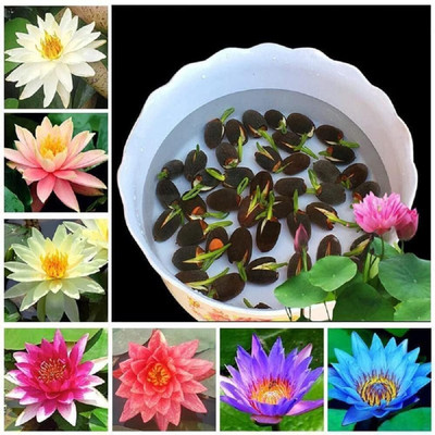 Corozil Rainbow Lotus Seeds for Planting in Water - Dwarf Germination Mix Flower Seeds Seed(20 per packet)