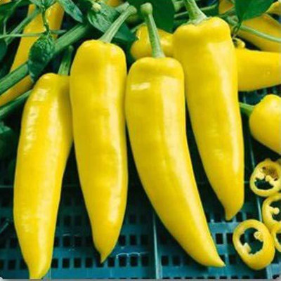 KANAYA Red Motti Chilli Seeds Seed(20 per packet)
