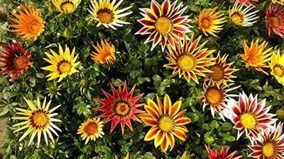 Lorvox Mix Gazania Hybrid flower Seed(12 per packet)