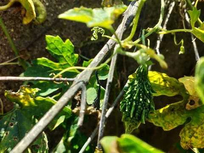 Paudhaa F1 BEST QUALITY BITTER GOURD SEEDS Seed(32 per packet)