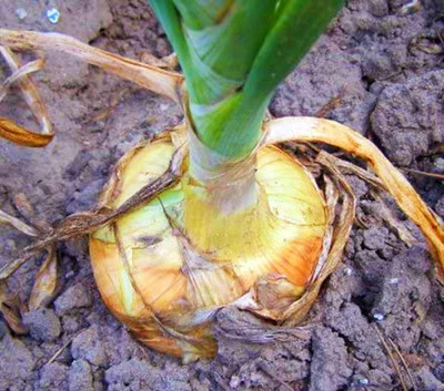 WILLVINE NKR -IX Yellow Sweet Spanish Onion [10g] Seed(7500 per packet)