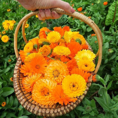 GROWN Indian Calendula Hybrid Mix Seed For Home Balcony Gardening - 130 Seed(130 per packet)