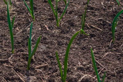 WILLVINE Spring Onion - White Lisbon - Allium cepa-[1000 Seeds] Seed(1000 per packet)