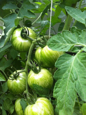 Qualtivate HYB-7A Green Zebra Tomato Seed(300 per packet)