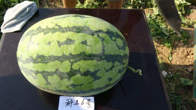 CYBEXIS Watermelon Seed(200 per packet)