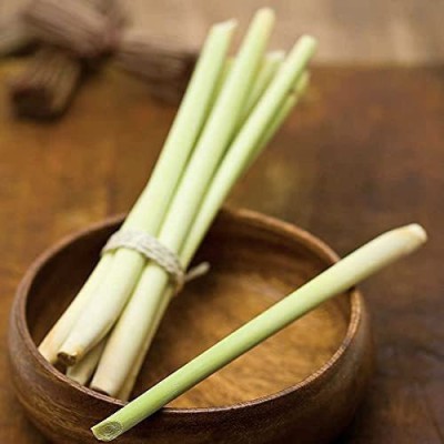 VibeX TLX-92 - Lemon Grass Cymbopogon Flexuosus - (2250 Seeds) Seed(2250 per packet)