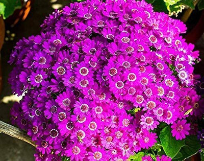 Lorvox Cineraria Mix Colour Hybrid Flower Seed(60 per packet)