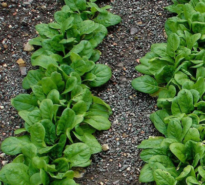 Oliver palak,spinach Seed(166 per packet)