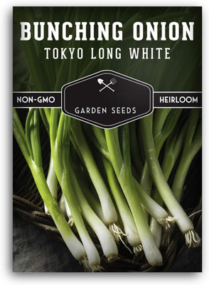 Biosnyg Tokyo Long White Bunching Onion Seed for Planting-2500 Seeds/10gm Seed(2500 per packet)