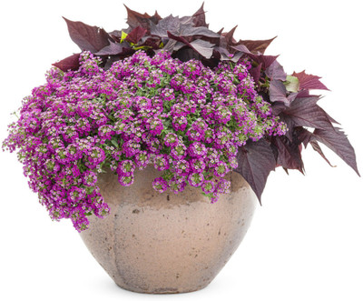 VINGTON Dark Knight Sweet Alyssum Seed(80 per packet)