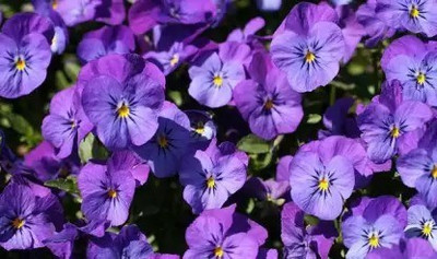 Aro Viola Seed(15 per packet)