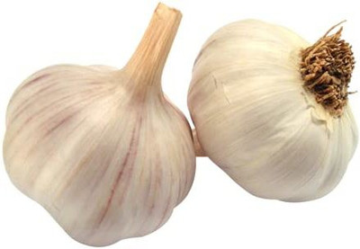 KANAYA Red Garlic Seed(5 per packet)