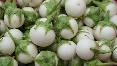 KNESSiN Thai Small White Round Brinjal Seeds-[10gm] Seed(2000 per packet)